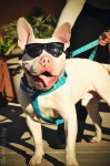 Pet Of The Week